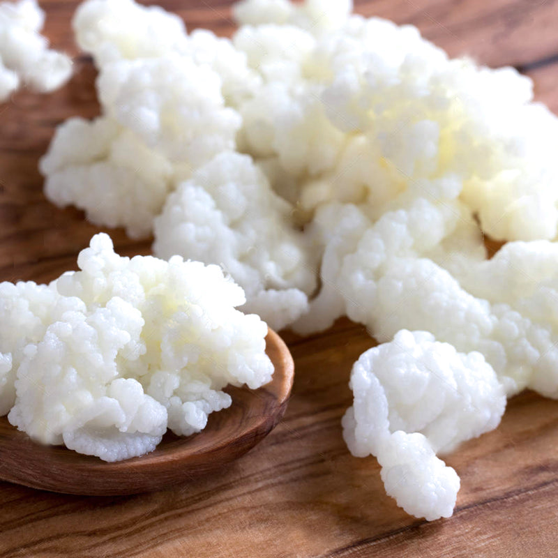 9 Ways to Grow Milk Kefir Grains faster