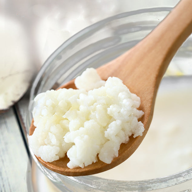 milk kefir grains on spoon