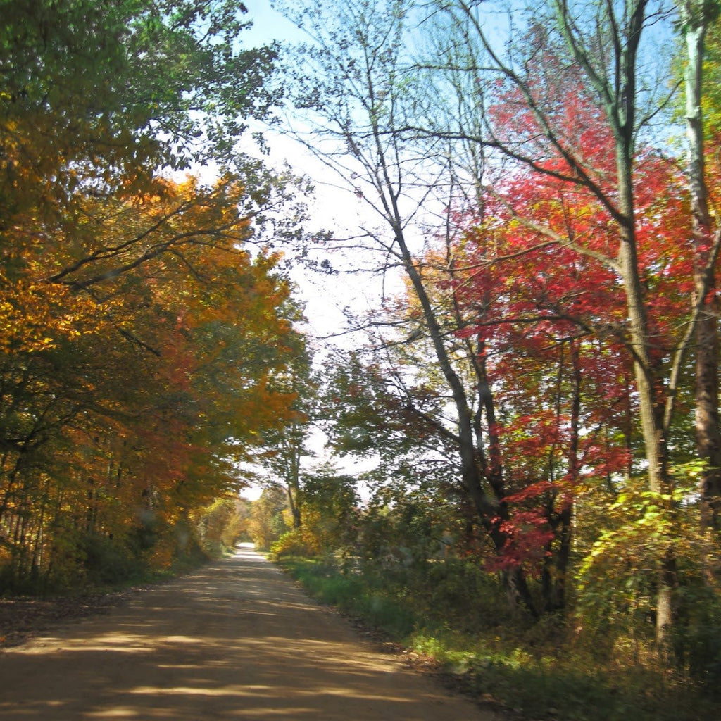 Fall picture