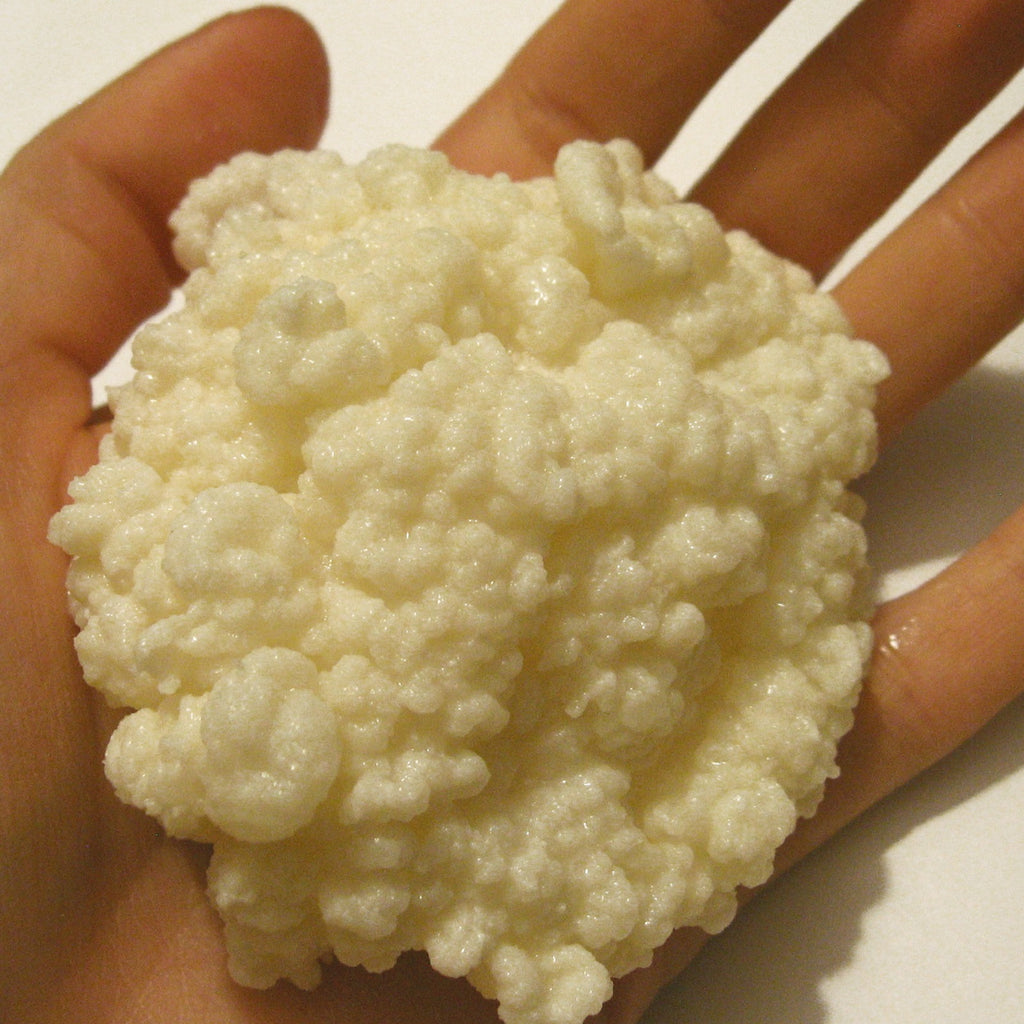 Very large milk kefir grain in hand