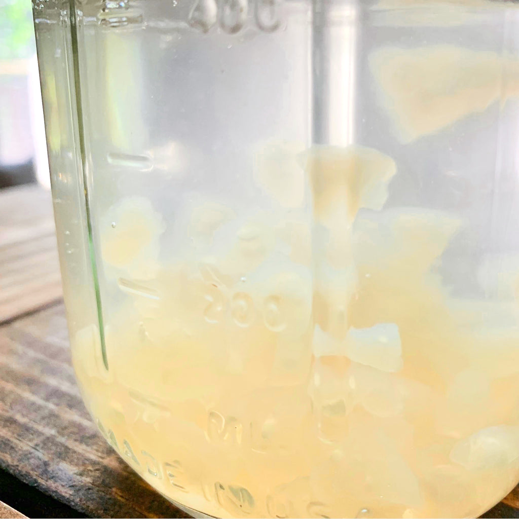 Can water kefir grains clean contaminated water?