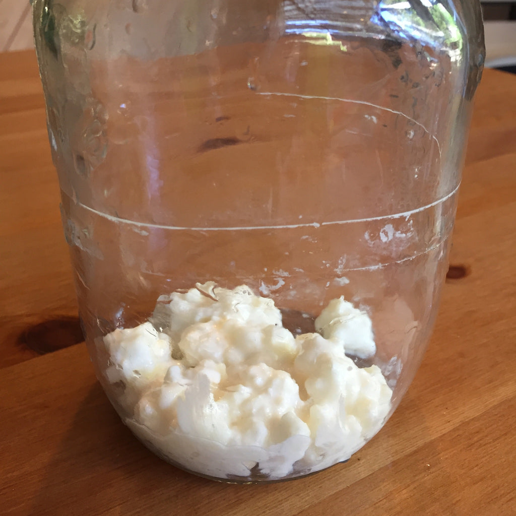 Milk kefir grains stored in a jar
