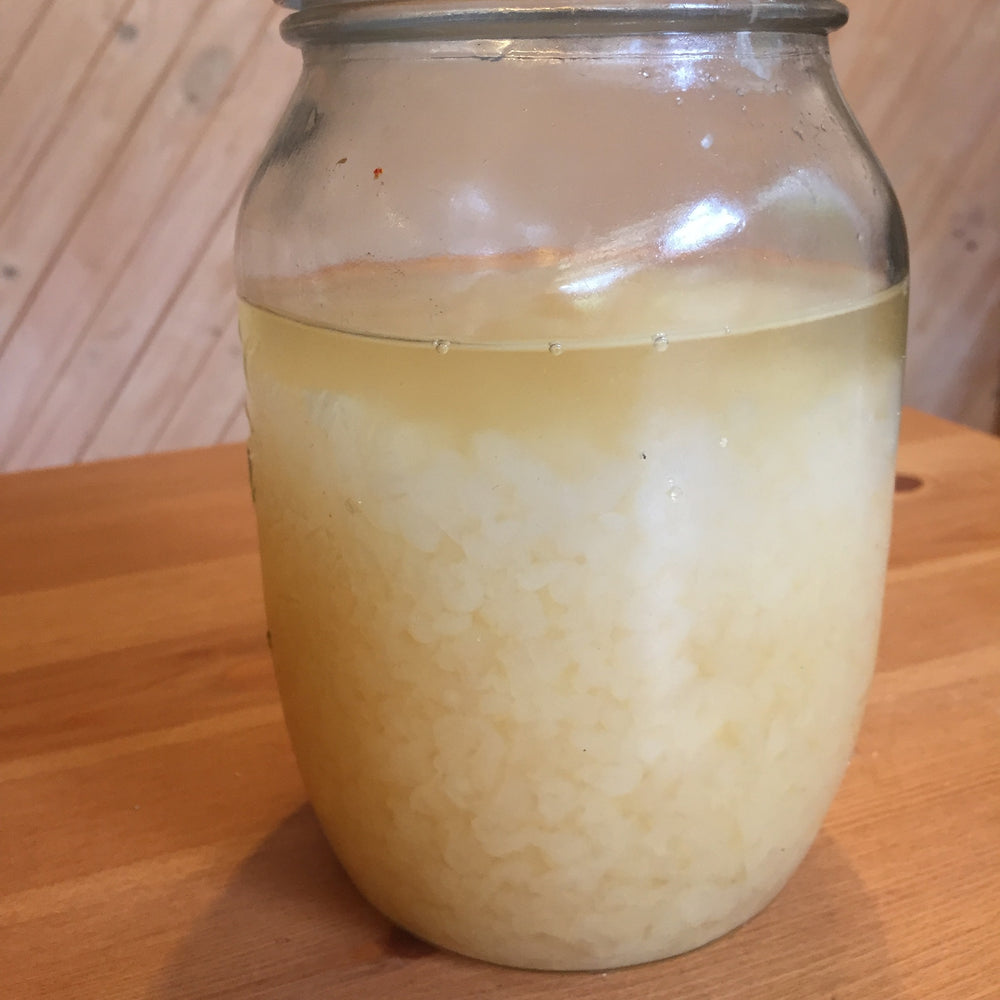 Water kefir grains stored in a jar