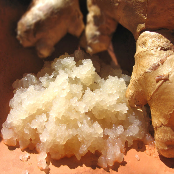 Genuine Live Ginger Beer Plant
