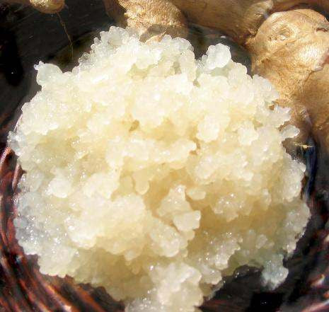 Genuine Live Ginger Beer Plant- International - Yemoos Nourishing Cultures