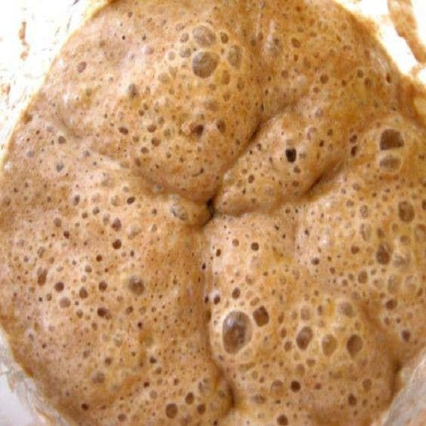 San Francisco Sourdough Starter: LIVE - Yemoos Nourishing Cultures