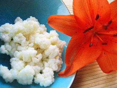 Live Milk Kefir Grains + Strainer Set - Yemoos Nourishing Cultures