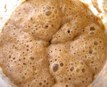 San Francisco Sourdough Starter: DRIED - Yemoos Nourishing Cultures